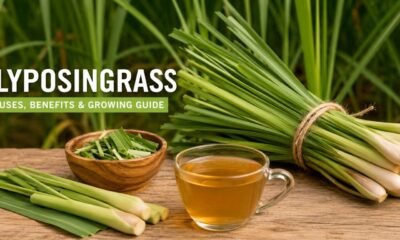 Lyposingrass