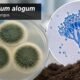 Alogum