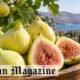 What Is Byadi? A Guide to the Sweet White Fig